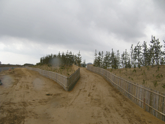 海岸林整備事業 平成２１年度 植栽工事 第４工区　中間通路完成